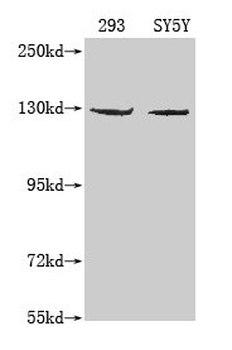 MERTK Antibody