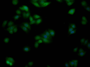MERTK Antibody