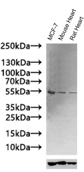 GLP1R Antibody