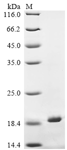 Recombinant Trachypithecus cristatus Cytochrome c oxidase subunit 7A1, mitochondrial (COX7A1), partial