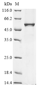Recombinant Rat Synaptotagmin-1 (Syt1)