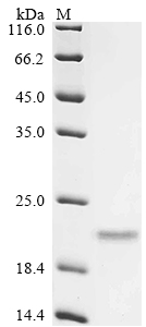 Recombinant Trachypithecus cristatus Cytochrome c oxidase subunit 7A1, mitochondrial (COX7A1), partial