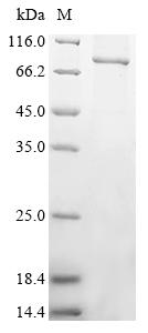 Recombinant Human Protein mono-ADP-ribosyltransferase PARP12 (PARP12)