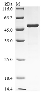 Recombinant Human Serine/threonine-protein kinase LATS1 (LATS1), partial