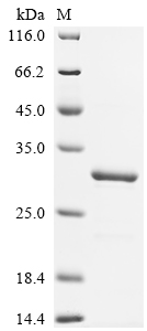 Recombinant Mouse Cytochrome c oxidase subunit 5A, mitochondrial (Cox5a)