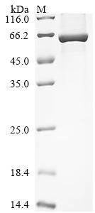 Recombinant Rat Cytochrome P450 1A1 (Cyp1a1)