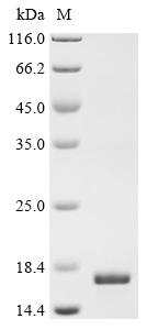 Recombinant Pig Proenkephalin-B (PDYN), partial