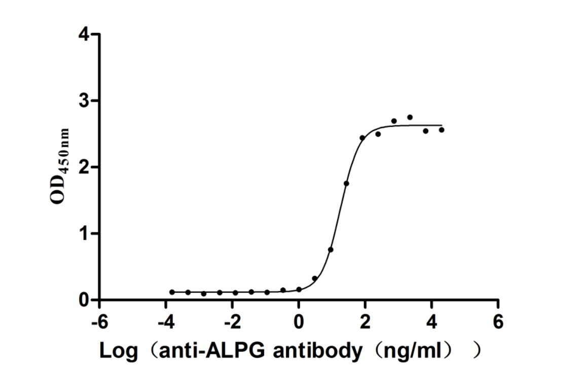 Recombinant Human Alkaline phosphatase, germ cell type (ALPG) (Active)