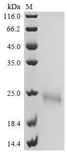 Recombinant Human Interleukin-5 (IL5)