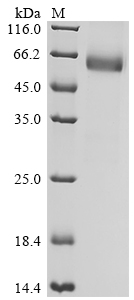 Recombinant Human Leukocyte surface antigen CD47 (CD47), partial, Biotinylated