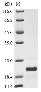 Recombinant Human Axin-2 (AXIN2), partial