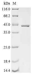 Recombinant Human Transcriptional enhancer factor TEF-5 (TEAD3), partial