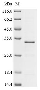 Recombinant Human Transcriptional enhancer factor TEF-4 (TEAD2), partial