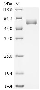 Recombinant Human Frizzled-2 (FZD2), partial