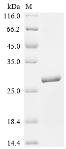 Recombinant Sheep Interferon tau-1 (IFNT1)