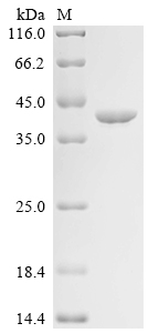 Recombinant Mouse Annexin A5 (Anxa5)