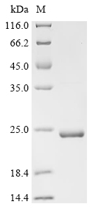Recombinant Human Microtubule-associated protein tau (MAPT), partial