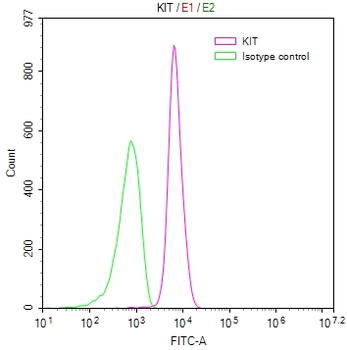 KIT Antibody