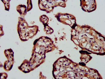 RIPK2 Antibody