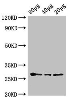 APX2 Antibody (HRP)