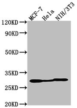 LGALS3 Antibody