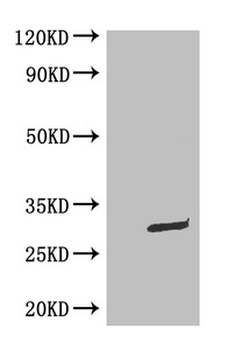 GFP Tag Antibody