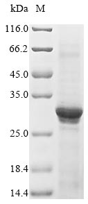 Human CHRNA1 protein