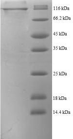 Human FAP protein