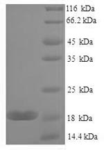 Mouse Lgals7 protein