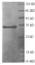 Human TNFAIP6 protein