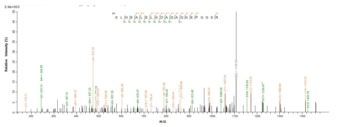 Human p53 protein