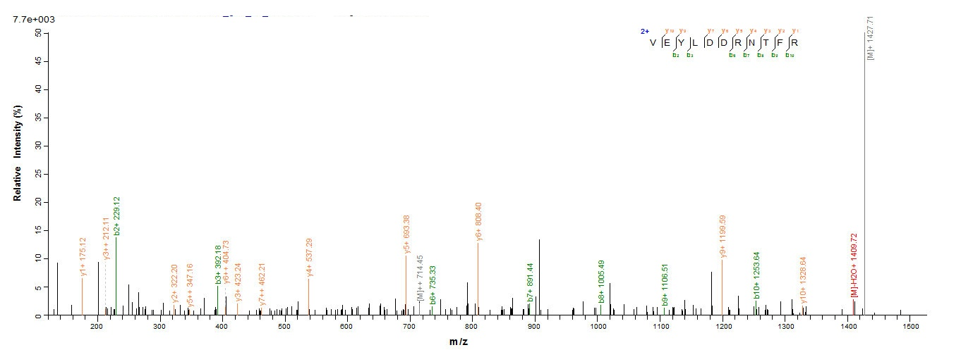 Human p53 protein