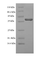 Human DUSP13 protein