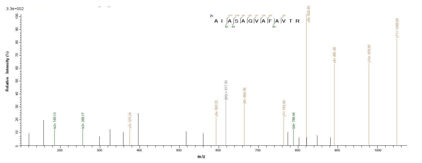 Human WNT3A protein