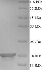 Mouse Birc5 protein