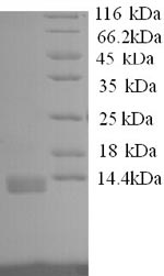 Dog IL8 protein