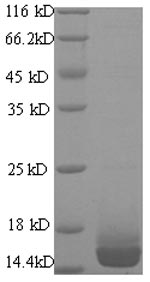 Mouse Lgals7 protein