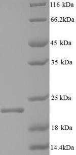 Yeast C protein