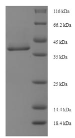 E.coli Annexin A5 protein