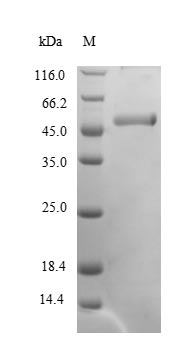 Human CDK5 protein