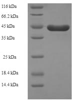 Human KITLG protein
