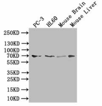 SLC6A6 Antibody