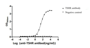 TSHR Antibody