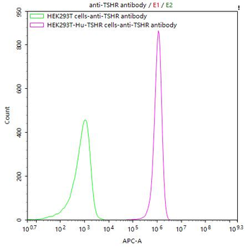 TSHR Antibody