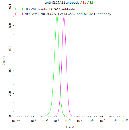 HEK293T/Human SLC7A11 & SLC3A2 Stable Cell Line