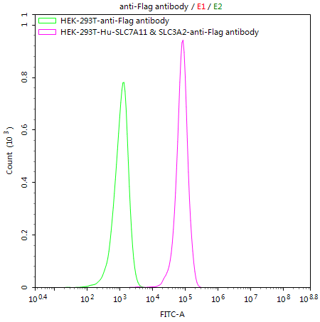HEK293T/Human SLC7A11 & SLC3A2 Stable Cell Line
