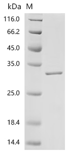 Recombinant Mouse Fibroblast growth factor 15 (Fgf15)