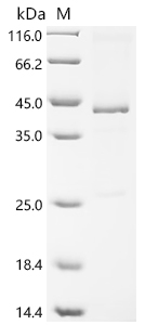 Recombinant Mouse Secreted frizzled-related protein 5 (Sfrp5)
