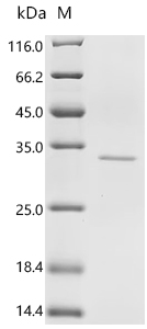 Recombinant Human Transcriptional enhancer factor TEF-3 (TEAD4), partial