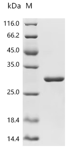 Recombinant Mouse Apoptosis-associated speck-like protein containing a CARD (Pycard)